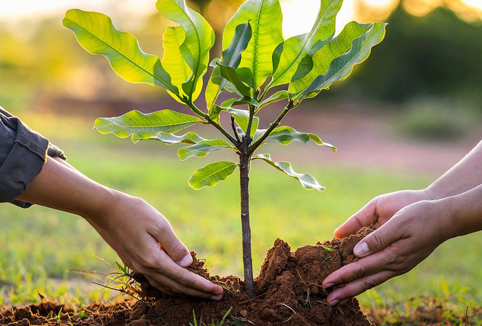 We plant trees, plant bushes during the summer holidays